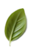 leaf4.png